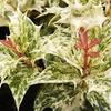Goshiki Osmanthus-
Medium growing evergreen with variegated foliage.
Grows 3 to 4'.
Full sun to shade.
Deer resistant.
