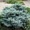Dwarf Globe Blue Spruce-
Dwarf evergreen that grows 3 to 4 ' tall.
Low mounded habit.
Blue color all year.
Plant in full sun.
Deer resistant.