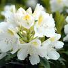 Chionoides Rhododendron-
Dwarf variety that grows 3 to 4' with showy white blooms with a yellow throat that bloom in May.
Sun to part shade.
Plant in well drained soil.