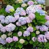 Endless Summer Hydrangea-
Reblooming mophead variety bearing flowers from blue to pink spring into fall.
Grows 3 to4' tall and wide.
Best in full sun.