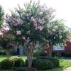 Crape Myrtle-
Deciduous shrub which can grow up to 15' tall.
Avaliable in a wide range of colors from white to dark purple.
Summer blooming.
Best in full sun.