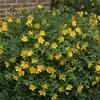Saint Johns Wort-
Deciduous shrub that grows 3 to 4 ' tall.,
Drought tolerant.
Bright yellow blooms all summer.
Best in full sun.
Deer resistant.
