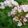 Juddii Viburnum-
Deciduous Viburnum that is a Korean Spice hybrid.
Pink buds that open to fragrant white blooms in spring.
Grows 4 to 5' tall with a rounded habit.
Full sun to part shade.