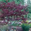 Forest Pansy Redbud-
Small flowering tree that frows to 15'.
Purple blooms in spring before the leaves emerge.
Heart shaped burgundy leaves in summer.
Plant in sun to light shade.
