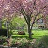 Kwanzan Cherry-
Flowering tree that has a vase shaped habit that grows to 25'.
Double pink blooms in spring that look like miniature roses.
Great tree for lining a driveway or entrance.
