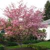 Stellar Pink Dogwood-
Rutgers hybrid that has large pink blooms in spring.
Grows to 20'.
Plant in sun to light shade.