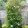 Bracken's Brown Beauty Magnolia-
Evergreen tree that grows to 30'.
Large showy white blooms in late spring.
Provide winter protection.
Great patio tree.
Plant in Sun.
