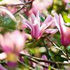 Jane Magnolia-
Small flowering tree that grows to 18'.
Pink and purple blooms spring into summer.
Rounded habit.
Plant in sun.