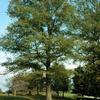 Willow Oak-
Large growing Oak that reaches 75' +.
Pyramidal shape.
Great shade tree.
Plant in sun with lots of room to grow.
