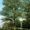 Willow Oak-
Large growing Oak that reaches 75' +.
Pyramidal shape.
Great shade tree.
Plant in sun with lots of room to grow.
