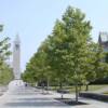 London Plane Tree-
Great street tree that grows up to 80'.
White pealing bark.
Fast growing.
Plant in sun.