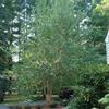 Heritage River Birch-
Multi stemmed tree that grows to 30'.
Great tree for a wet area.
Best in sun.
Great landscape tree.
