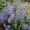 Walkers Low Nepeta-
Perennial that grows 18" tall by 24" wide.
Blooms May to Frost.
Purple blooms.
Best in sun.
Deer Resistant.