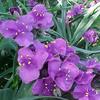 Concorde Grape Spiderwort-
(Tradescantia)
Perennial. Frosty blue foliage with deep purple blooms all summer.
Grows to 16" tall.
Plant in full sun to shade.
Deer Resistant.