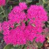 Neon Sedum-
Perennial. Bright pink blooms in fall.
Grows 16 to 18" tall.
Best in full sun.
Drought tolerant.

