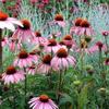 Magnus Coneflower-
 (Echinacea)
Perennial.
Pink daisy like blooms with a red center in summer.
Grows to 36" tall.
Best in full sun to light shade.
Deer resistant.