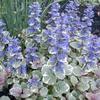 Burgundy Glo Ajuga-
Groundcover with blue, purple blooms in spring.
Grows to 4" tall.
Glossy burgundy tinged foliage, very dense.
Groundcover.
Sun to shade.
Deer Resistant.