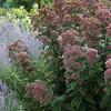Joe Pye Weed-
Large reddish pink blooms in summer.
Grows 24/36" tall.
Sun to part shade.
Deer Resistant.