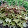 Caramel Heuchera-
Creamy butterscotch leaves with delicate pink blooms in summer.
Grows to 12" tall, dense habit.
Full sun to part shade.
