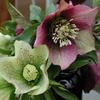 Roral Heritage Hellebore-
Antique shades of red, pink and white appear late winter into spring.
Glossy evergreen foliage.
Grows 14 to 18" tall.
Plant in sun or shade.
Deer resistant.
