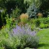 Little Spire Russian Sage-
(Perovskia)
Compact variety that will not flop and stays upright with lilac purple blooms in summer.
Grows to 24".
Best in full sun.
Deer resistant.