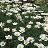 Becky Shasta Daisy-
Large single white blooms with a yellow center in summer.
Upright 3 to 4' tall.
Great for cutting.
Best in full sun.