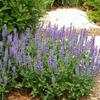 Blue Hill Salvia-
Spikey blue blooms late spring into fall.
Compact, grows 18/24" tall.
Best in full sun.