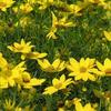 Zagreb Coreopsis-
Golden yellow blooms from summer into fall.
Grows 12 to 15" tall.
Full sun.
Deer resistant.