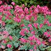 King of Hearts Dicentra-
(Bleeding Heart)
Reblooming variety with reddish pink blooms April into June.
Blooms again in fall.
Grows to 12" tall.
Plant in sun to part shade.
Deer resistant.