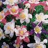 Songbird Mix Columbine-
(Aquilegia)
Large Showey blooms in a array of rich colors in Spring.
Grows to 24" tall.
Sun or shade.
