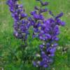 Indigo Blue Baptisia-
(Blue False Indigo)
Rich lilac blue flowers in late spring.
Grows up to 36" tall.
Best in full sun to part shade.
Great for cutting.
Deer resistant.