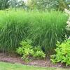 Maiden Grass (Miscanthus Gracillimus ) - 
A very popular grass with a graceful rounded form that grows up to 7' tall and 5' wide.
Copper red plumes in October.
Plant in full sun.
