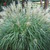 Dwarf Maiden Grass (Miscanthus Sinensis) - 
Compact form that grows 4' tall and 5' wide.
Prolific blooms in fall.
Best in full sun.
Deer resistant.
