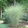 Morning Light Japanese Silver Grass (Miscanthus) -
Compact upright form that grows 3 to 5'.
Silvery green foliage.
Plumes in September.
Best in full sun.
Deer resistant.

