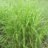 Little Zebra Grass (Miscanthus) -
Superb dwarf variety with gold bands on green foliage.
Reddish purple plumes in fall.
Grows 3 to 4' tall.
Plant in full sun.
Deer resistant.
