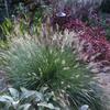 Hameln Fountain Grass (Pennisetum) - 
Dwarf form that grows 24 to 30" tall.
Creamy tan plumes in late summer.
Full sun to part shade.
Deer resistant.