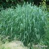 Heavy Metal Switch Grass 
(Panicum) -
Striking blue foliage with a strong upright habit that grows to 5'.
Seed heads appear to float across the top of the foliage in summer.
Best in full sun.
Deer resistant.

