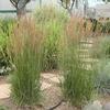 Karl Foerster Feather Reed Grass- (Calamagrostis)
Carefree grass great for naturalizing that has a slender upright habit growing 3/4' tall.
Upright feathery plumes in summer.
Full sun to part shade.
Deer resistant.