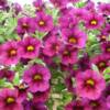 Calibrachoa (Million Bells) -
They are a great alternative to Petunias. they come in a array of colors and are great in a container or bed because of there trailing habit.
Best in full sun - Great drought tolerance.
