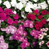 Vinca-
A great annual with a massive display of color that grows in sun or part shade.
Grows up to 24" tall and wide.
Great in a pot or bed.
Sun or part shade.
Deer resistant.
Drought tolerant.
