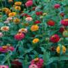 Zinnias-
Sun loving annual that has showy blooms that are great for cutting.
Grows 8 to 20" tall.
Full sun.
