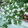 Bacopa-
Delicate free flowing annual that is great for pots.
Low growing.
White,blue or pink blooms.
Full sun or light shade.