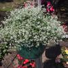 Diamond Frost Euphorbia-
Delicate white blooms seem to float on top of the plant.
Great filler for pots.
Plant in full sun to light shade.
Drought tolerant.
