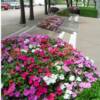 Impatiens-
One of the best annuals that come in a large array of colors.
Very bushy.
Great in shade.