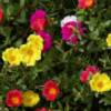 Portulaca-
Low growing super drought tolerant annual that only grows to 3" tall.
Single or double blooms.
Loves it hot and sunny.
