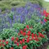 Salvia-
Spikey blooms that comes in blue, red or white.
Great for cutting.
Grows 10 to 16" tall.
Full sun.
