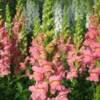 Snapdragons-
Heat tolerant annual that grows up to 36".
Great for cutting.
Long spikes of showy blooms.
Full sun.