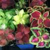 Coleus-
Very showy annual valued for its colorful foliage.
Becomes very bushy in shade to part shade.