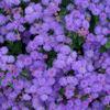 Ageratum-
Annual flower that grows up to 24" tall in pink,blue or white.
Very easy to grow.
Plant in sun or part shade.

