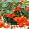 Illumination Hanging Tuberous Begonia-
Showy orange blooms hang down and bloom all summer.
Great in a pot or basket.
Sun or shade.
Drought tolerant.